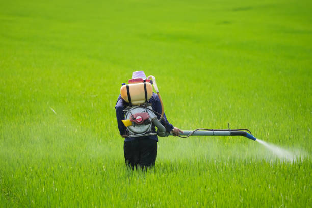 Petani sedang Menyemprot Pestisida secara Manual