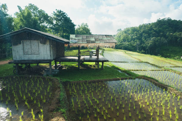 memaksimalkan hasil panen di lahan sempit