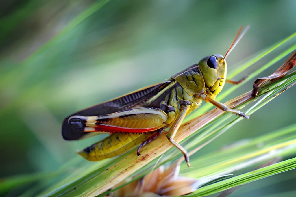 Belalang-Valanga-nigricornis