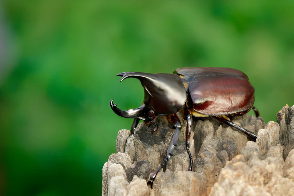Kumbang-Tanduk-Oryctes-rhinoceros