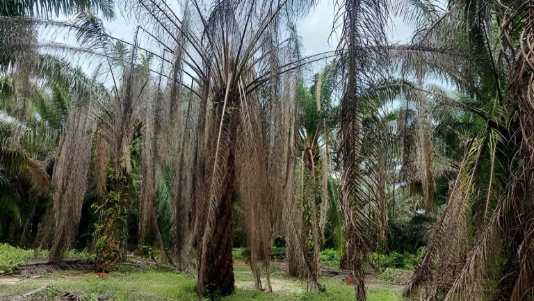 6 Penyakit Kelapa Sawit dan Cara Mencegahnya