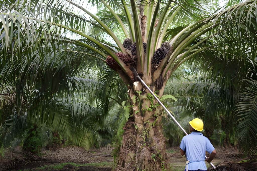 Tantangan Perawatan Kebun Sawit Secara Konvensional
