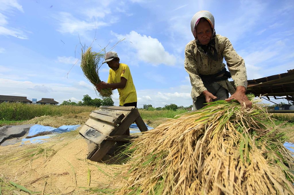 Cara Mengatasi Hasil Panen Tidak Maksimal