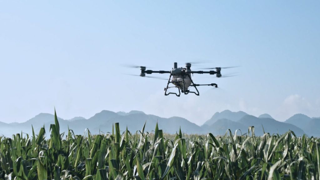 drone spraying sawah