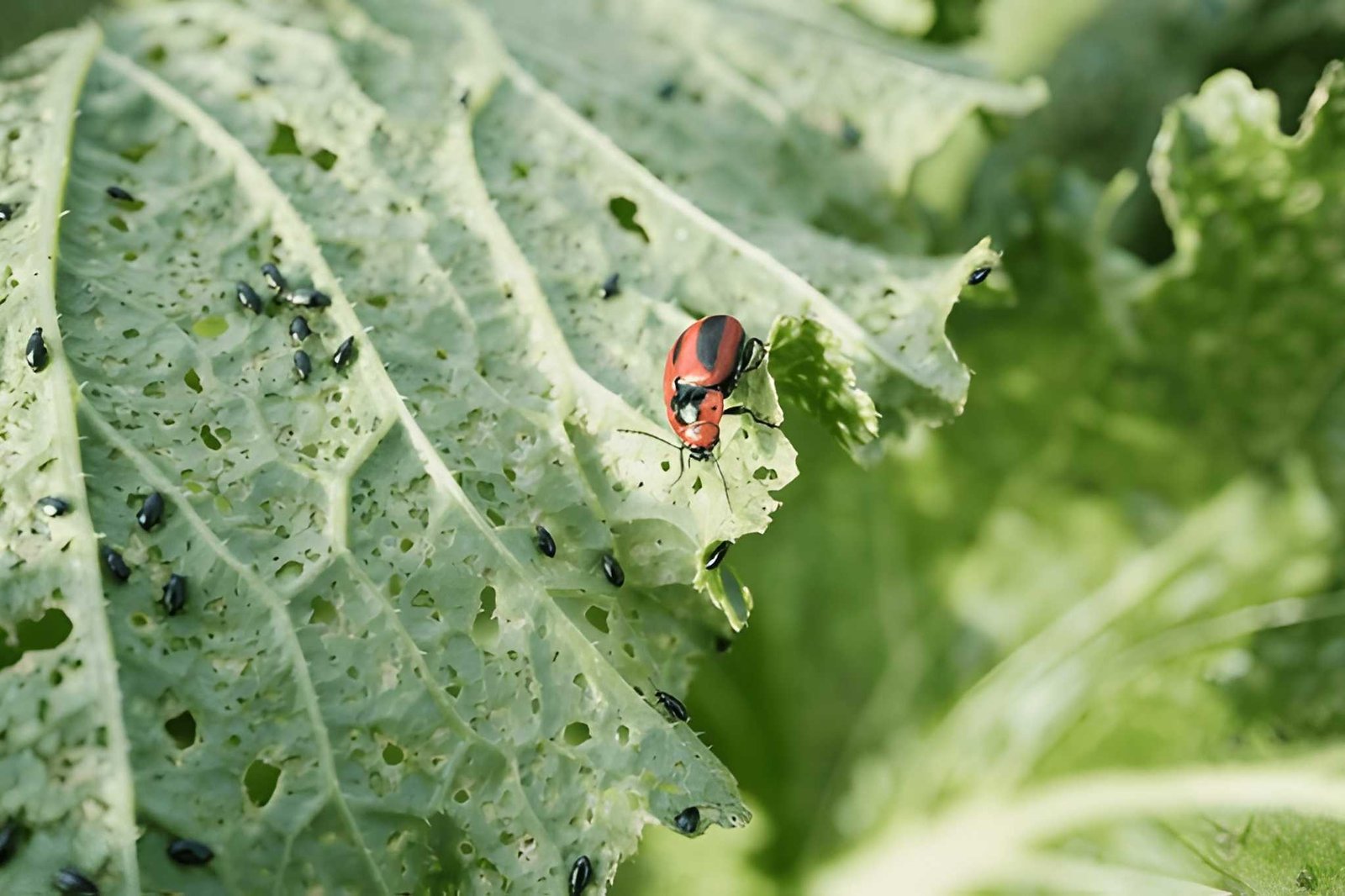 5 Penyebab Daun Tanaman Bolong Tapi Tidak Terlihat Hama