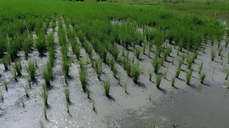 6 Penyebab Pertumbuhan Tanaman Tidak Seragam di Lahan