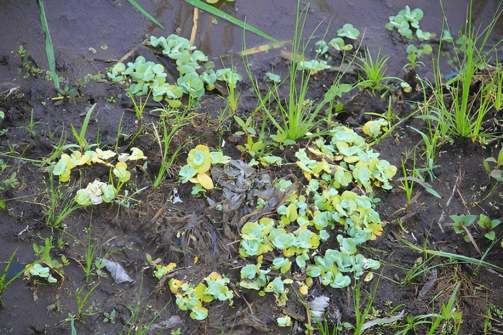 Akar Gulma Tidak Terangkat Sempurna