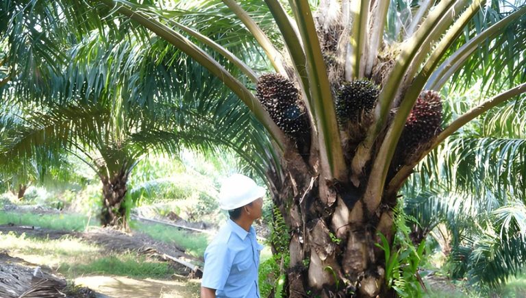 Apa Penyebab Tanaman Sawit Kerdil? Ini Penjelasannya