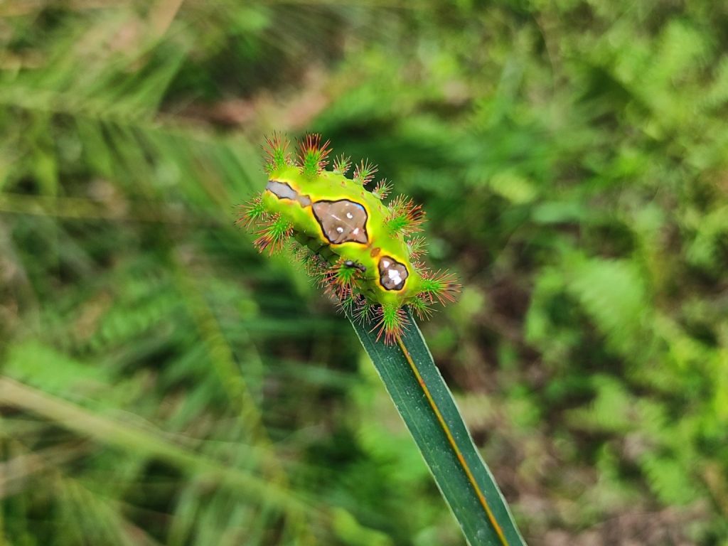 Ciri Fisik yang Terlihat di Lapangan