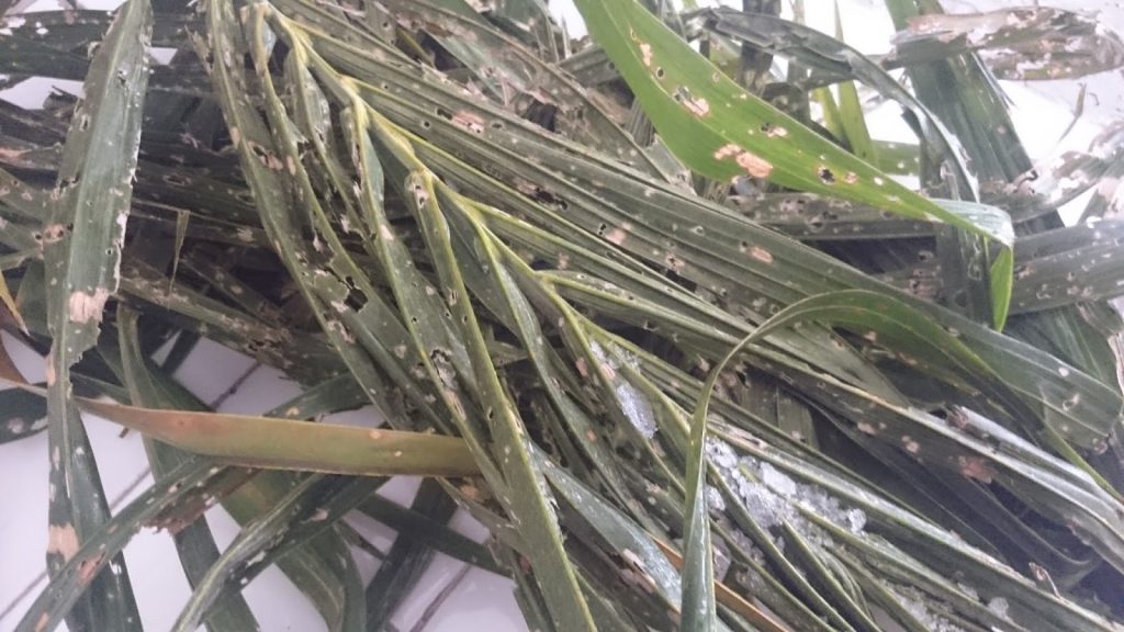 Dampak terhadap Pertumbuhan Tanaman