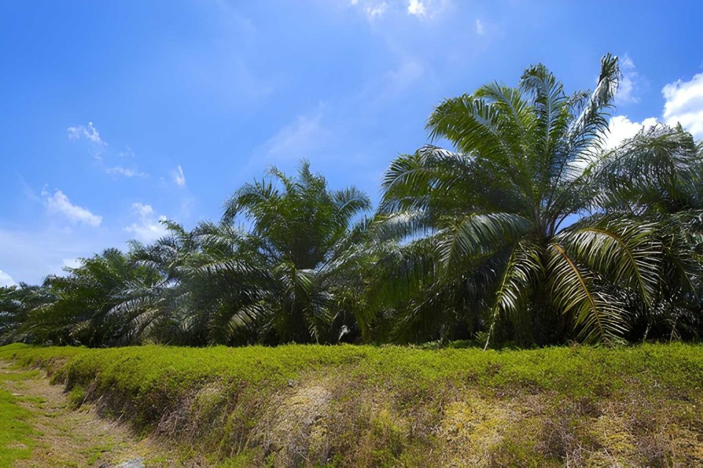 Faktor Lingkungan dan Iklim
