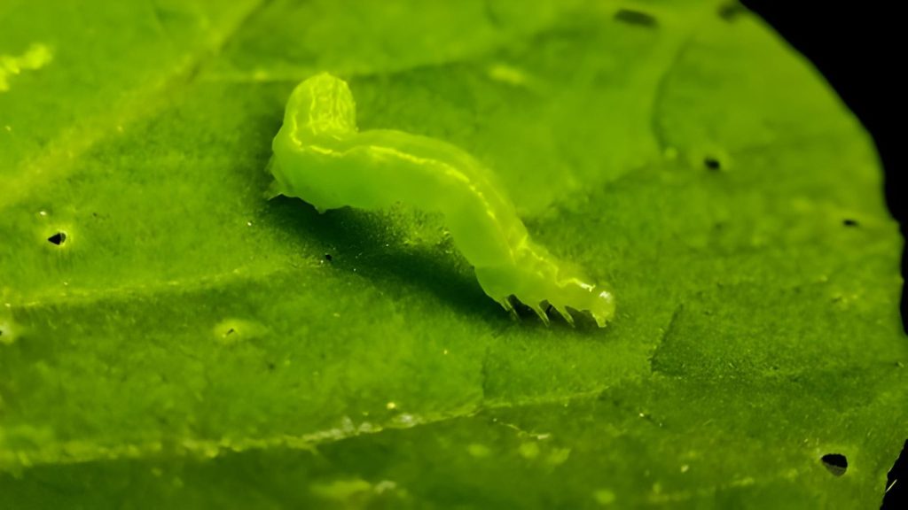 Hama Aktif di Waktu Tertentu