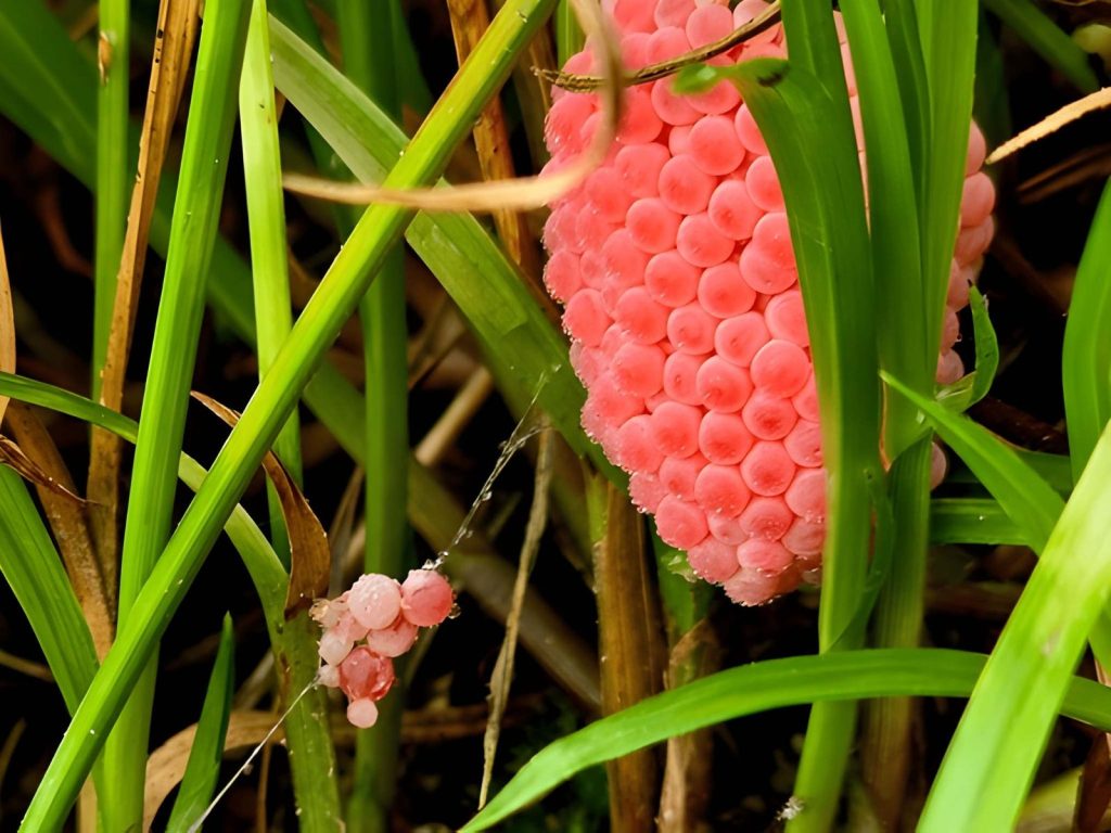 Hama Sudah Mulai Kebal