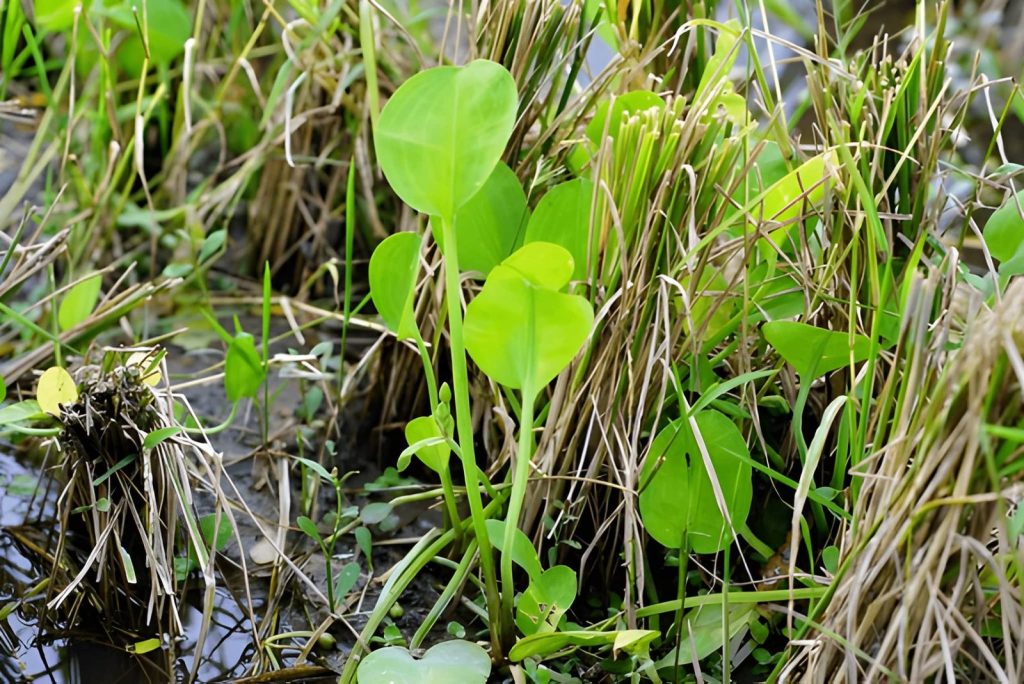 Kondisi Lingkungan yang Mendukung