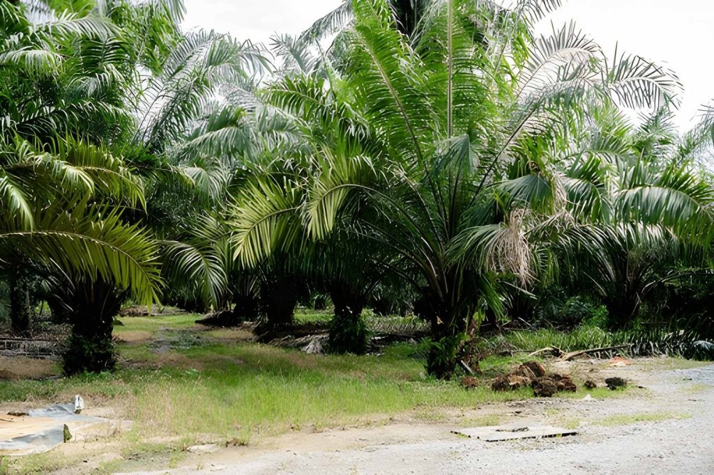 Kualitas Bibit Kurang Baik