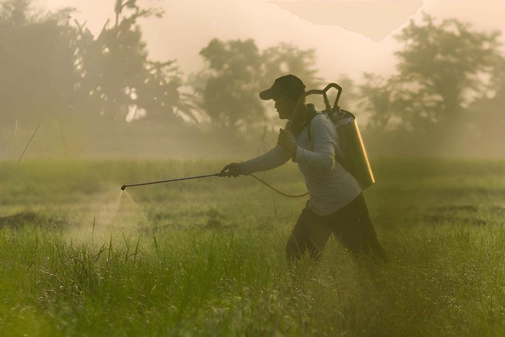 Penyemprotan sawah di Pagi Hari