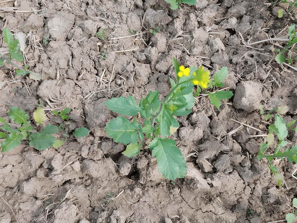 Perbedaan Kondisi Tanah dalam Satu Lahan