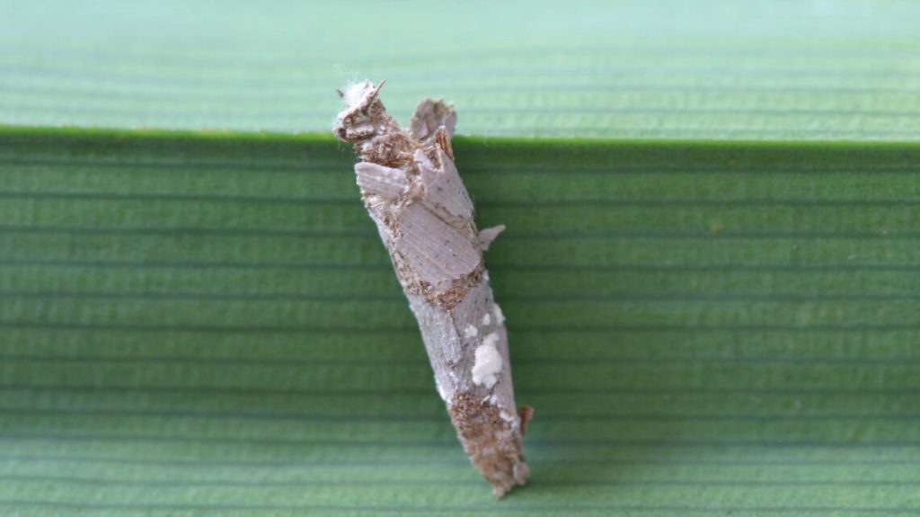 Pola Serangan pada Tanaman