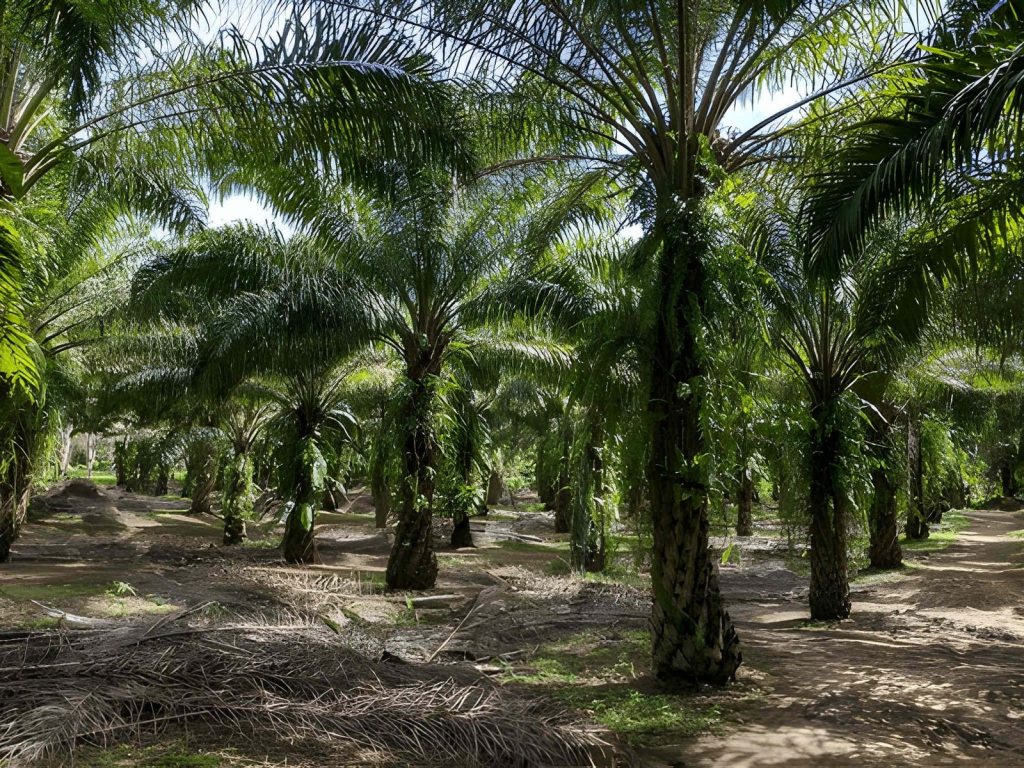 Serangan Hama dan Penyakit