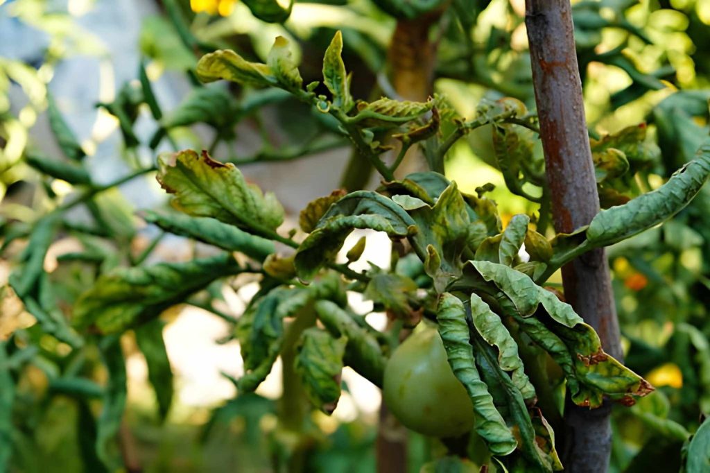 Serangan Hama dan Penyakit yang Tidak Terkontrol