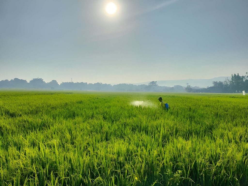 Waktu Penyemprotan Kurang Tepat